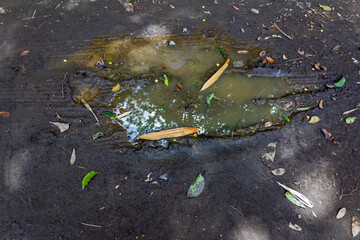 Puddle of Rainwater on Rural Soil Surface