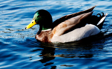 duck in the pond with ripple of water