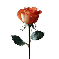 Elegant white rose on a clean background, showcasing simplicity and beauty in a minimalist design, perfect for serene aesthetics