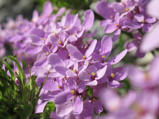 Zbliżenie na kwiaty rośliny z gatunku Iberis aurosica © Kumulugma