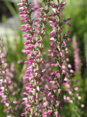 Zbliżenie na kwiaty wrzosu