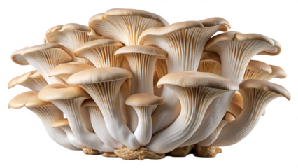 Set of king oyster mushrooms isolated on white background as transparent. PNG. AI GENERATED.