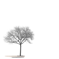 Fototapeta premium Minimalist Design on White, clean, simple composition, emphasizes elegance and clarity, ideal for modern aesthetics and branding.