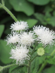 Zbliżenie na białe kwiaty rośliny z gatunku Ageratum © Kumulugma