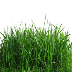 Obraz premium Lush Green Grass on Pure White Canvas, a serene and minimalistic composition highlighting the beauty of nature's simplicity