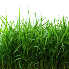 Fototapeta premium Minimalist grass arrangement on a clean white backdrop, emphasizing simplicity and tranquility in design