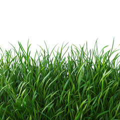 Fototapeta premium Minimalist grass arrangement on a pure white background, emphasizing simplicity and tranquility, perfect for modern decor or design elements.