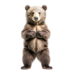 brown bear on his legs isolated on a white background