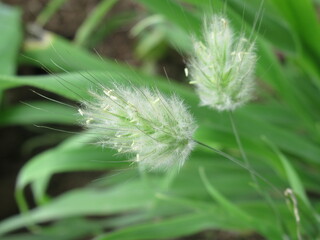 Zbliżenie na kwiat ozdobnej trawy © Kumulugma