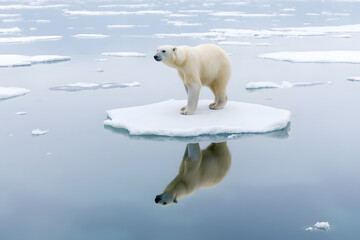 Naklejka premium A polar bear stands on a small ice floe in calm Arctic waters, reflecting its image.