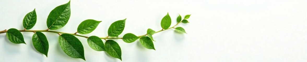 Naklejka premium Natural green leaves branch on white background, natural, nature