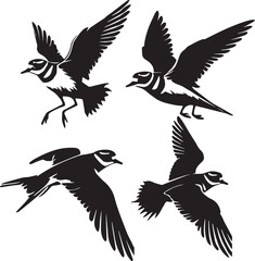Obraz premium set of killdeer flying poses،black and white killdeer illustration, killdeer silhouette vector