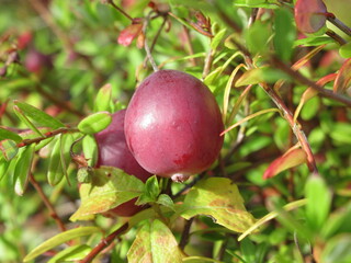 Zbliżenie na młode owoce żurawiny © Kumulugma
