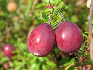 Zbliżenie na młode owoce żurawiny © Kumulugma