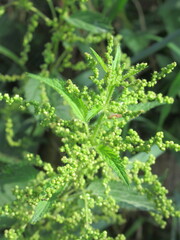 Zbliżenie na kwiat pokrzywy © Kumulugma