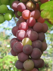 Zbliżenie na kiść owoców winogrona