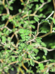 Zbliżenie na młode listki Sophora prostrata © Kumulugma