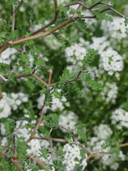 Zbliżenie na młode listki Sophora prostrata © Kumulugma