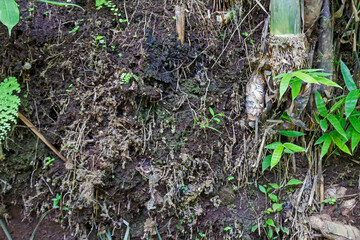 Texture of Fertile Rural Soil in Asian Countryside