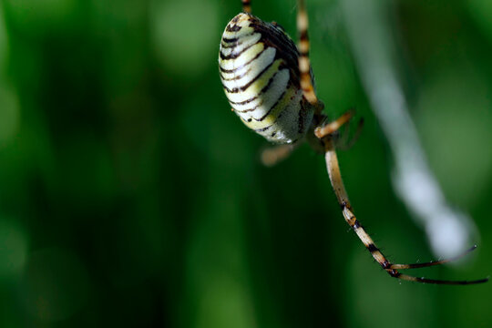 Tygrzyk paskowany (Argiope bruennichi) jest pięknym ptakiem kt&oacute;rego ubarwienie jest podobne do futra tygrysa.