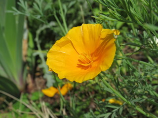 Zbliżenie na kwiaty rośliny z gatunku Eschscholzia californica © Kumulugma
