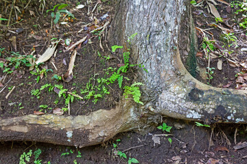 Texture of Fertile Rural Soil in the Asian Countryside.