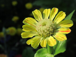 Zbliżenie na kwiat rośliny z gatunku cynia © Kumulugma