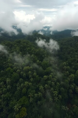 Aerial view of a lush green forest covered with mist and clouds, creating a serene and mystical atmosphere. The dense foliage and rolling hills are partially obscured by the fog.