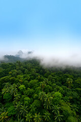 Aerial view of a lush green forest covered with mist and clouds, creating a serene and mystical atmosphere. The dense foliage and rolling hills are partially obscured by the fog.