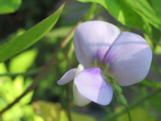 Zbliżenie na kwiat fasolnika chińskiego © Kumulugma