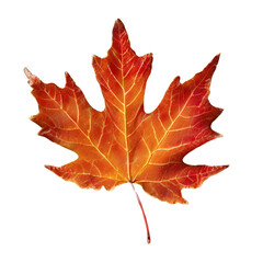 autumn maple leaf ; isolated on a transparent background