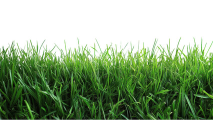 Fototapeta premium Minimalist grass arrangement on a clean white backdrop, emphasizing simplicity and tranquility in design and composition.