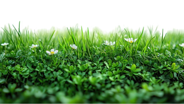 Minimalistic grass arrangement on a pure white backdrop, emphasizing simplicity and tranquility in design