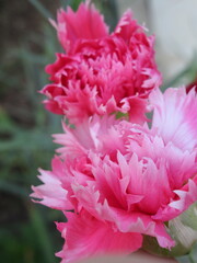 Zbliżenie na kwiat goździka