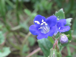 Zbliżenie na kwiat rośliny z gatunku Phacelia campanularia © Kumulugma