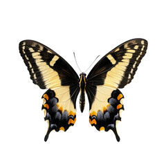 Fototapeta premium Butterfly with yellow, black, and orange patterns isolated on a white background