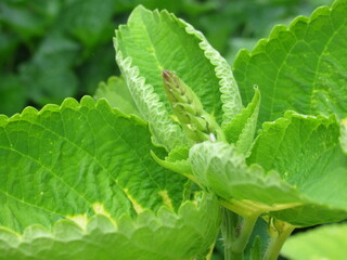 Zbliżenie na pąk kwiatowy rośliny z gatunku coleus