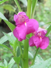 Zbliżenie na kwiat rośliny z gatunku Impatiens balsamina © Kumulugma