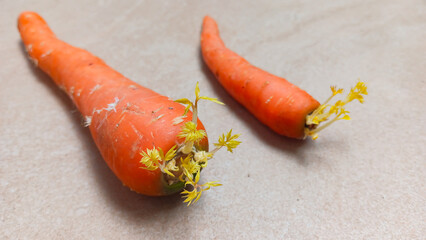 Leaf shoots grow on carrot fruit vegetables