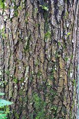 Tree Trunk with Natural Texture