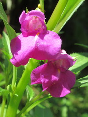 Zbliżenie na kwiat rośliny z gatunku Impatiens balsamina © Kumulugma