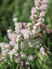 Zbliżenie na kwiat wrzosu