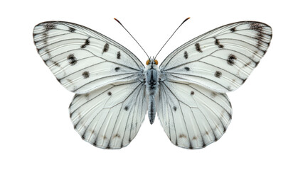Obraz premium Elegant butterfly on a clean white backdrop, emphasizing delicate features and intricate patterns, creating a serene visual experience