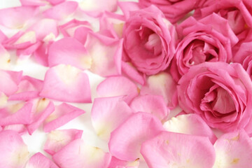 Beautiful pink roses bouquet  and petals, amazing roses, birthday, wedding, Valentine's Day, Mother's Day.