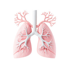 Detailed Anatomical Model of Human Lungs