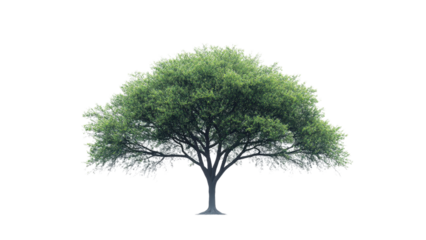 Minimalist tree silhouette against a clean white backdrop, emphasizing simplicity and elegance in design.