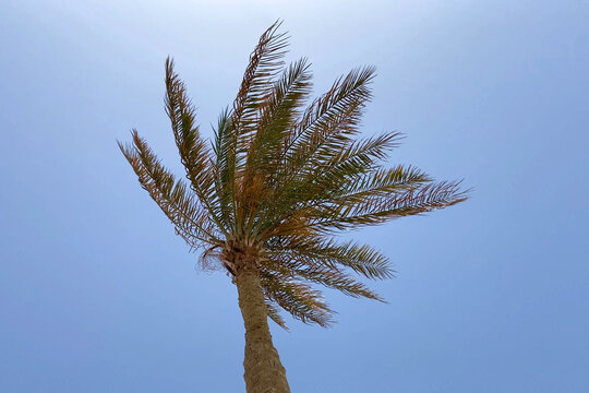 Palm trees at the hurricane, Blue sky and palms in windy weather, copy space