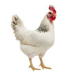 Fototapeta premium hite hen isolated on a white background poultry