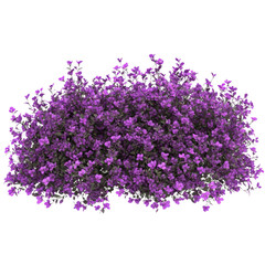 Fototapeta premium A purple bush with purple flowers