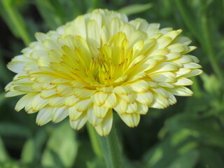 Zbliżenie na kwiat rośliny z gatunku nagietek © Kumulugma